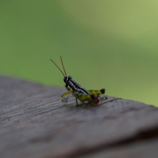 insectos-amazonas